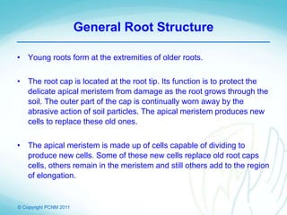 © Copyright PCNM 2011
General Root Structure
• Young roots form at the extremities of older roots.
• The root cap is located at the root tip. Its function is to protect the
delicate apical meristem from damage as the root grows through the
soil. The outer part of the cap is continually worn away by the
abrasive action of soil particles. The apical meristem produces new
cells to replace these old ones.
• The apical meristem is made up of cells capable of dividing to
produce new cells. Some of these new cells replace old root caps
cells, others remain in the meristem and still others add to the region
of elongation.
 