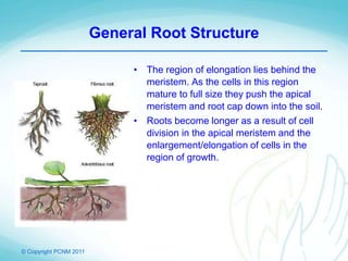 © Copyright PCNM 2011
General Root Structure
• The region of elongation lies behind the
meristem. As the cells in this region
mature to full size they push the apical
meristem and root cap down into the soil.
• Roots become longer as a result of cell
division in the apical meristem and the
enlargement/elongation of cells in the
region of growth.
 