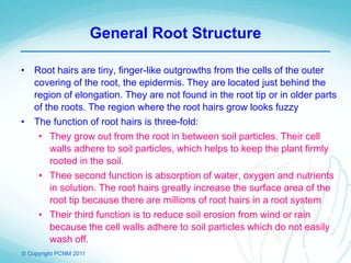 © Copyright PCNM 2011
General Root Structure
• Root hairs are tiny, finger-like outgrowths from the cells of the outer
covering of the root, the epidermis. They are located just behind the
region of elongation. They are not found in the root tip or in older parts
of the roots. The region where the root hairs grow looks fuzzy
• The function of root hairs is three-fold:
• They grow out from the root in between soil particles. Their cell
walls adhere to soil particles, which helps to keep the plant firmly
rooted in the soil.
• Thee second function is absorption of water, oxygen and nutrients
in solution. The root hairs greatly increase the surface area of the
root tip because there are millions of root hairs in a root system
• Their third function is to reduce soil erosion from wind or rain
because the cell walls adhere to soil particles which do not easily
wash off.
 