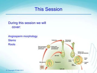 © Copyright PCNM 2011
This Session
During this session we will
cover:
Angiosperm morphology
Stems
Roots
 