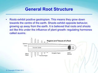 © Copyright PCNM 2011
General Root Structure
• Roots exhibit positive geotropism. This means they grow down
towards the centre of the earth. Shoots exhibit opposite behavior,
growing up away from the earth. It is believed that roots and shoots
act like this under the influence of plant growth- regulating hormones
called auxins.
 