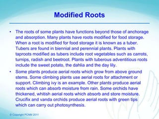© Copyright PCNM 2011
Modified Roots
• The roots of some plants have functions beyond those of anchorage
and absorption. Many plants have roots modified for food storage.
When a root is modified for food storage it is known as a tuber.
Tubers are found in biennial and perennial plants. Plants with
taproots modified as tubers include root vegetables such as carrots,
turnips, radish and beetroot. Plants with tuberous adventitious roots
include the sweet potato, the dahlia and the day lily.
• Some plants produce aerial roots which grow from above ground
stems. Some climbing plants use aerial roots for attachment or
support. Climbing ivy is an example. Other plants produce aerial
roots which can absorb moisture from rain. Some orchids have
thickened, whitish aerial roots which absorb and store moisture.
Crucifix and vanda orchids produce aerial roots with green tips
which can carry out photosynthesis.
 