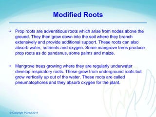© Copyright PCNM 2011
Modified Roots
• Prop roots are adventitious roots which arise from nodes above the
ground. They then grow down into the soil where they branch
extensively and provide additional support. These roots can also
absorb water, nutrients and oxygen. Some mangrove trees produce
prop roots as do pandanus, some palms and maize.
• Mangrove trees growing where they are regularly underwater
develop respiratory roots. These grow from underground roots but
grow vertically up out of the water. These roots are called
pneumatophores and they absorb oxygen for the plant.
 