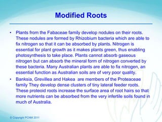 © Copyright PCNM 2011
Modified Roots
• Plants from the Fabaceae family develop nodules on their roots.
These nodules are formed by Rhizobium bacteria which are able to
fix nitrogen so that it can be absorbed by plants. Nitrogen is
essential for plant growth as it makes plants green, thus enabling
photosynthesis to take place. Plants cannot absorb gaseous
nitrogen but can absorb the mineral form of nitrogen converted by
these bacteria. Many Australian plants are able to fix nitrogen, an
essential function as Australian soils are of very poor quality.
• Banksia, Grevillea and Hakea are members of the Proteaceae
family They develop dense clusters of tiny lateral feeder roots.
These proteoid roots increase the surface area of root hairs so that
more nutrients can be absorbed from the very infertile soils found in
much of Australia.
 