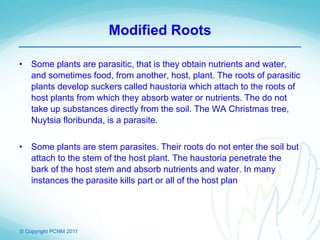 © Copyright PCNM 2011
Modified Roots
• Some plants are parasitic, that is they obtain nutrients and water,
and sometimes food, from another, host, plant. The roots of parasitic
plants develop suckers called haustoria which attach to the roots of
host plants from which they absorb water or nutrients. The do not
take up substances directly from the soil. The WA Christmas tree,
Nuytsia floribunda, is a parasite.
• Some plants are stem parasites. Their roots do not enter the soil but
attach to the stem of the host plant. The haustoria penetrate the
bark of the host stem and absorb nutrients and water. In many
instances the parasite kills part or all of the host plan
 