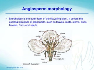 © Copyright PCNM 2011
Angiosperm morphology
• Morphology is the outer form of the flowering plant. It covers the
external structure of plant parts, such as leaves, roots, stems, buds,
flowers, fruits and seeds
 