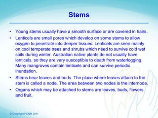 © Copyright PCNM 2011
Stems
• Young stems usually have a smooth surface or are covered in hairs.
• Lenticels are small pores which develop on some stems to allow
oxygen to penetrate into deeper tissues. Lenticels are seen mainly
on cool temperate trees and shrubs which need to survive cold wet
soils during winter. Australian native plants do not usually have
lenticels, so they are very susceptible to death from waterlogging.
Many mangroves contain lenticels and can survive periodic
inundation.
• Stems bear leaves and buds. The place where leaves attach to the
stem is called a node. The area between two nodes is the internode.
• Organs which may be attached to stems are leaves, buds, flowers
and fruit.
 