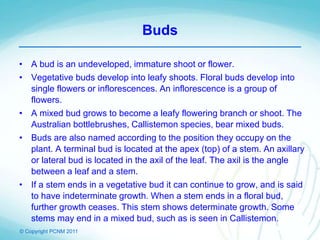 © Copyright PCNM 2011
Buds
• A bud is an undeveloped, immature shoot or flower.
• Vegetative buds develop into leafy shoots. Floral buds develop into
single flowers or inflorescences. An inflorescence is a group of
flowers.
• A mixed bud grows to become a leafy flowering branch or shoot. The
Australian bottlebrushes, Callistemon species, bear mixed buds.
• Buds are also named according to the position they occupy on the
plant. A terminal bud is located at the apex (top) of a stem. An axillary
or lateral bud is located in the axil of the leaf. The axil is the angle
between a leaf and a stem.
• If a stem ends in a vegetative bud it can continue to grow, and is said
to have indeterminate growth. When a stem ends in a floral bud,
further growth ceases. This stem shows determinate growth. Some
stems may end in a mixed bud, such as is seen in Callistemon.
 