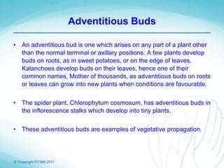 © Copyright PCNM 2011
Adventitious Buds
• An adventitious bud is one which arises on any part of a plant other
than the normal terminal or axillary positions. A few plants develop
buds on roots, as in sweet potatoes, or on the edge of leaves.
Kalanchoes develop buds on their leaves, hence one of their
common names, Mother of thousands, as adventitious buds on roots
or leaves can grow into new plants when conditions are favourable.
• The spider plant, Chlorophytum cosmosum, has adventitious buds in
the inflorescence stalks which develop into tiny plants.
• These adventitious buds are examples of vegetative propagation.
 