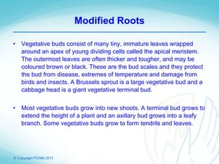 © Copyright PCNM 2011
Modified Roots
• Vegetative buds consist of many tiny, immature leaves wrapped
around an apex of young dividing cells called the apical meristem.
The outermost leaves are often thicker and tougher, and may be
coloured brown or black. These are the bud scales and they protect
the bud from disease, extremes of temperature and damage from
birds and insects. A Brussels sprout is a large vegetative bud and a
cabbage head is a giant vegetative terminal bud.
• Most vegetative buds grow into new shoots. A terminal bud grows to
extend the height of a plant and an axillary bud grows into a leafy
branch. Some vegetative buds grow to form tendrils and leaves.
 
