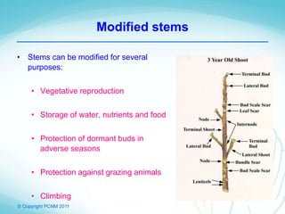 © Copyright PCNM 2011
Modified stems
• Stems can be modified for several
purposes:
• Vegetative reproduction
• Storage of water, nutrients and food
• Protection of dormant buds in
adverse seasons
• Protection against grazing animals
• Climbing
 