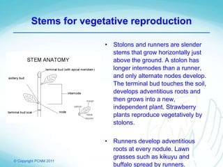 © Copyright PCNM 2011
Stems for vegetative reproduction
• Stolons and runners are slender
stems that grow horizontally just
above the ground. A stolon has
longer internodes than a runner,
and only alternate nodes develop.
The terminal bud touches the soil,
develops adventitious roots and
then grows into a new,
independent plant. Strawberry
plants reproduce vegetatively by
stolons.
• Runners develop adventitious
roots at every nodule. Lawn
grasses such as kikuyu and
buffalo spread by runners.
 