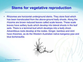 © Copyright PCNM 2011
Stems for vegetative reproduction
• Rhizomes are horizontal underground stems. They store food which
has been translocated from the above-ground leafy shoots. Along the
rhizome are brown reduced leaves called scale leaves. These scale
leaves have axillary buds which develop into lateral shoots in the leaf
axils. There is a terminal bud which develops into a leafy shoot.
Adventitious roots develop at the nodes. Ginger, bamboo and mint
have rhizomes, as do the Western Australian native kangaroo paw and
blue lechenaultia.
 