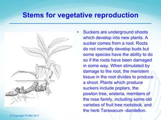 © Copyright PCNM 2011
Stems for vegetative reproduction
• Suckers are underground shoots
which develop into new plants. A
sucker comes from a root. Roots
do not normally develop buds but
some species have the ability to do
so if the roots have been damaged
in some way. When stimulated by
damage to the root, the meristem
tissue in the root divides to produce
a shoot. Plants which produce
suckers include poplars, the
powton tree, wisteria, members of
the rose family, including some old
varieties of fruit tree rootstock, and
the herb Taraxacum -dandelion.
 
