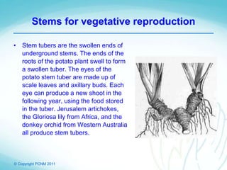 © Copyright PCNM 2011
Stems for vegetative reproduction
• Stem tubers are the swollen ends of
underground stems. The ends of the
roots of the potato plant swell to form
a swollen tuber. The eyes of the
potato stem tuber are made up of
scale leaves and axillary buds. Each
eye can produce a new shoot in the
following year, using the food stored
in the tuber. Jerusalem artichokes,
the Gloriosa lily from Africa, and the
donkey orchid from Western Australia
all produce stem tubers.
 