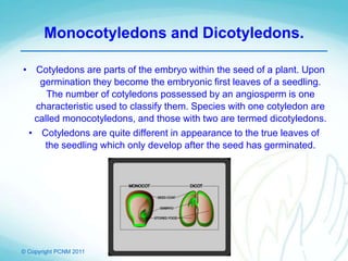 © Copyright PCNM 2011
Monocotyledons and Dicotyledons.
• Cotyledons are parts of the embryo within the seed of a plant. Upon
germination they become the embryonic first leaves of a seedling.
The number of cotyledons possessed by an angiosperm is one
characteristic used to classify them. Species with one cotyledon are
called monocotyledons, and those with two are termed dicotyledons.
• Cotyledons are quite different in appearance to the true leaves of
the seedling which only develop after the seed has germinated.
 