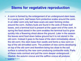 © Copyright PCNM 2011
Stems for vegetative reproduction
• A corm is formed by the enlargement of an underground stem base.
In a young corm, leaf bases form protective scales around the corm.
In an older corm only leaf base scars are seen forming circles
around the corm. Axillary buds are found in the axils of these leaf
bases, and a terminal bud is present at the upper end of the corm. In
spring the food stored in the corm enables the terminal bud to grow
quickly into a flowering shoot above the ground. Later in the season
the leaves send food down below ground but it is not stored in the
old corm. Instead it goes to the base of the stem immediately above
the old corm; this stem base then swells and forms a new corm on
top of the old shrivelled corm. The problem of new corms developing
on top of the old corm and therefore being too close to the soil
surface is solved by the new corm producing contractile roots. Parts
of these roots contract and pull the corm deeper underground.
Gladioli, the autumn crocus and the saffron crocus all produce
corms.
 