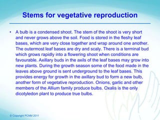 © Copyright PCNM 2011
Stems for vegetative reproduction
• A bulb is a condensed shoot. The stem of the shoot is very short
and never grows above the soil. Food is stored in the fleshy leaf
bases, which are very close together and wrap around one another.
The outermost leaf bases are dry and scaly. There is a terminal bud
which grows rapidly into a flowering shoot when conditions are
favourable. Axillary buds in the axils of the leaf bases may grow into
new plants. During the growth season some of the food made in the
leaves above ground is sent underground to the leaf bases. This
provides energy for growth in the axillary bud to form a new bulb,
another form of vegetative reproduction. Onions, garlic and other
members of the Allium family produce bulbs. Oxalis is the only
dicotyledon plant to produce true bulbs.
 