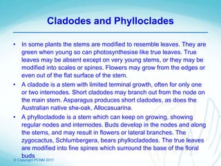 © Copyright PCNM 2011
Cladodes and Phylloclades
• In some plants the stems are modified to resemble leaves. They are
green when young so can photosynthesise like true leaves. True
leaves may be absent except on very young stems, or they may be
modified into scales or spines. Flowers may grow from the edges or
even out of the flat surface of the stem.
• A cladode is a stem with limited terminal growth, often for only one
or two internodes. Short cladodes may branch out from the node on
the main stem. Asparagus produces short cladodes, as does the
Australian native she-oak, Allocasuarina.
• A phyllocladode is a stem which can keep on growing, showing
regular nodes and internodes. Buds develop in the nodes and along
the stems, and may result in flowers or lateral branches. The
zygocactus, Schlumbergera, bears phyllocladodes. The true leaves
are modified into fine spines which surround the base of the floral
buds
 
