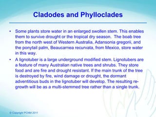 © Copyright PCNM 2011
Cladodes and Phylloclades
• Some plants store water in an enlarged swollen stem. This enables
them to survive drought or the tropical dry season. The boab tree
from the north west of Western Australia, Adansonia gregorii, and
the ponytail palm, Beaucarnea recurvata, from Mexico, store water
in this way.
• A lignotuber is a large underground modified stem. Lignotubers are
a feature of many Australian native trees and shrubs. They store
food and are fire and drought resistant. If the main trunk of the tree
is destroyed by fire, wind damage or drought, the dormant
adventitious buds in the lignotuber will develop. The resulting re-
growth will be as a multi-stemmed tree rather than a single trunk.
 