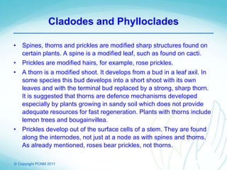 © Copyright PCNM 2011
Cladodes and Phylloclades
• Spines, thorns and prickles are modified sharp structures found on
certain plants. A spine is a modified leaf, such as found on cacti.
• Prickles are modified hairs, for example, rose prickles.
• A thorn is a modified shoot. It develops from a bud in a leaf axil. In
some species this bud develops into a short shoot with its own
leaves and with the terminal bud replaced by a strong, sharp thorn.
It is suggested that thorns are defence mechanisms developed
especially by plants growing in sandy soil which does not provide
adequate resources for fast regeneration. Plants with thorns include
lemon trees and bougainvillea.
• Prickles develop out of the surface cells of a stem. They are found
along the internodes, not just at a node as with spines and thorns.
As already mentioned, roses bear prickles, not thorns.
 
