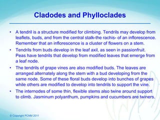 © Copyright PCNM 2011
Cladodes and Phylloclades
• A tendril is a structure modified for climbing. Tendrils may develop from
leaflets, buds, and from the central stalk-the rachis- of an inflorescence.
Remember that an inflorescence is a cluster of flowers on a stem.
• Tendrils from buds develop in the leaf axil, as seen in passionfruit.
Peas have tendrils that develop from modified leaves that emerge from
a leaf node.
• The tendrils of grape vines are also modified buds. The leaves are
arranged alternately along the stem with a bud developing from the
same node. Some of these floral buds develop into bunches of grapes
while others are modified to develop into tendrils to support the vine.
• The internodes of some thin, flexible stems also twine around support
to climb. Jasminum polyanthum, pumpkins and cucumbers are twiners.
 