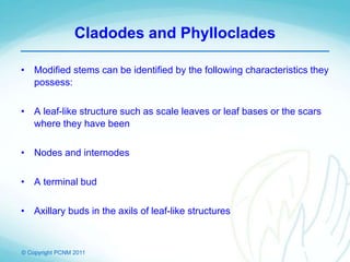 © Copyright PCNM 2011
Cladodes and Phylloclades
• Modified stems can be identified by the following characteristics they
possess:
• A leaf-like structure such as scale leaves or leaf bases or the scars
where they have been
• Nodes and internodes
• A terminal bud
• Axillary buds in the axils of leaf-like structures
 
