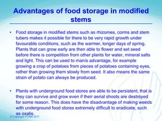 © Copyright PCNM 2011
Advantages of food storage in modified
stems
• Food storage in modified stems such as rhizomes, corms and stem
tubers makes it possible for there to be very rapid growth under
favourable conditions, such as the warmer, longer days of spring.
Plants that can grow early are then able to flower and set seed
before there is competition from other plants for water, mineral salts
and light. This can be used to manís advantage, for example
growing a crop of potatoes from pieces of potatoes containing eyes,
rather than growing them slowly from seed. It also means the same
strain of potato can always be produced.
• Plants with underground food stores are able to be persistent, that is
they can survive and grow even if their aerial shoots are destroyed
for some reason. This does have the disadvantage of making weeds
with underground food stores extremely difficult to eradicate, such
as oxalis.
 