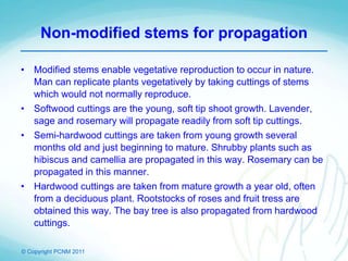 © Copyright PCNM 2011
Non-modified stems for propagation
• Modified stems enable vegetative reproduction to occur in nature.
Man can replicate plants vegetatively by taking cuttings of stems
which would not normally reproduce.
• Softwood cuttings are the young, soft tip shoot growth. Lavender,
sage and rosemary will propagate readily from soft tip cuttings.
• Semi-hardwood cuttings are taken from young growth several
months old and just beginning to mature. Shrubby plants such as
hibiscus and camellia are propagated in this way. Rosemary can be
propagated in this manner.
• Hardwood cuttings are taken from mature growth a year old, often
from a deciduous plant. Rootstocks of roses and fruit tress are
obtained this way. The bay tree is also propagated from hardwood
cuttings.
 