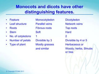 © Copyright PCNM 2011
Monocots and dicots have other
distinguishing features.
• Feature Monocotyledon Dicotyledon
• Leaf structure Parallel veins Network veins
• Roots Fibrous roots Tap roots
• Stem Soft Hard
• No. of cotyledons 1 2
• Number of petals Divisible by 3 Divisible by 4 or 5
• Type of plant Mostly grasses Herbaceous or
and similar Woody; herbs, Shrubs
or tree
 