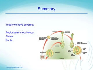 © Copyright PCNM 2011
Summary
Today we have covered;
Angiosperm morphology
Stems
Roots
 