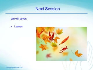 © Copyright PCNM 2011
Next Session
We will cover:
• Leaves
 