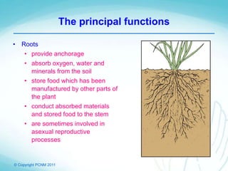 © Copyright PCNM 2011
The principal functions
• Roots
• provide anchorage
• absorb oxygen, water and
minerals from the soil
• store food which has been
manufactured by other parts of
the plant
• conduct absorbed materials
and stored food to the stem
• are sometimes involved in
asexual reproductive
processes
 