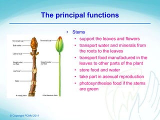 © Copyright PCNM 2011
The principal functions
• Stems
• support the leaves and flowers
• transport water and minerals from
the roots to the leaves
• transport food manufactured in the
leaves to other parts of the plant
• store food and water
• take part in asexual reproduction
• photosynthesise food if the stems
are green
 