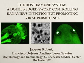 THE HOST IMMUNE SYSTEM:
A DOUBLE-EDGED SWORD CONTROLLING
RANAVIRUS INFECTION BUT PROMOTING
VIRAL PERSISTENCE
Jacques Robert,
Francisco DeJesús Andino, Leon Grayfer
Microbiology and Immunology, U. Rochester Medical Center,
Rochester NY
FV3FV3
 