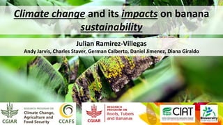 Climate change and its impacts on banana
sustainability
Julian Ramirez-Villegas
Andy Jarvis, Charles Staver, German Calberto, Daniel Jimenez, Diana Giraldo
 