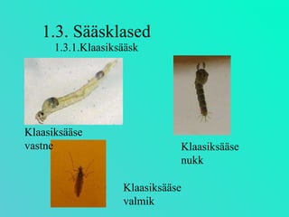 1.3. Sääsklased 1.3.1.Klaasiksääsk Klaasiksääse vastne Klaasiksääse nukk Klaasiksääse valmik 