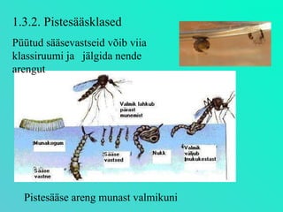 1.3.2. Pistesääsklased Püütud sääsevastseid võib viia klassiruumi ja  jälgida nende arengut Pistesääse areng munast valmikuni 