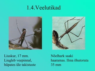 1.4.Veelutikad Nõelhark saaki haaramas. Ilma õhutoruta 35 mm Liuskur, 17 mm. Liugleb veepinnal, hüpates üle takistuste  