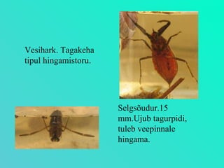 Selgsõudur.15 mm.Ujub tagurpidi, tuleb veepinnale hingama. Vesihark. Tagakeha tipul hingamistoru. 