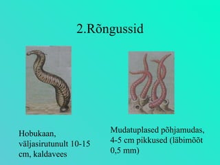 2.Rõngussid Mudatuplased põhjamudas, 4-5 cm pikkused (läbimõõt 0,5 mm) Hobukaan, väljasirutunult 10-15 cm, kaldavees 