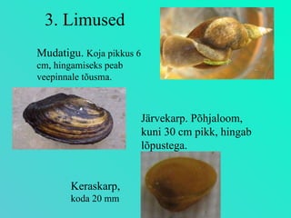 3. Limused Mudatigu.  Koja pikkus 6 cm, hingamiseks peab veepinnale tõusma. Järvekarp. Põhjaloom, kuni 30 cm pikk, hingab lõpustega. Keraskarp,  koda 20 mm 