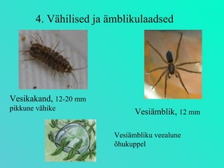 4. Vähilised ja ämblikulaadsed Vesikakand,  12-20 mm pikkune vähike Vesiämblik,  12 mm Vesiämbliku veealune õhukuppel 