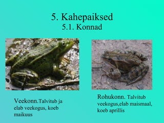 5. Kahepaiksed 5.1. Konnad Veekonn. Talvitub ja elab veekogus, koeb maikuus Rohukonn.  Talvitub veekogus,elab maismaal, koeb aprillis 