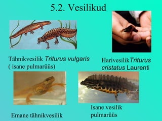 5.2. Vesilikud Tähnikvesilik  Triturus vulgaris   ( isane pulmarüüs) Harivesilik Triturus cristatus  Laurenti   Isane vesilik pulmarüüs Emane tähnikvesilik 