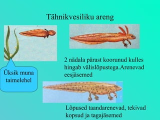 Tähnikvesiliku areng Lõpused taandarenevad, tekivad kopsud ja tagajäsemed Üksik muna taimelehel 2 nädala pärast koorunud kulles hingab välislõpustega.Arenevad eesjäsemed 