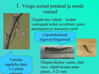 1.  Veega seotud putukad ja nende vastsed Lõpuslehekesed liiguvad hingamisel Valmiku tagakeha tipus 2-3 pikka sabaniiti Ühepäeviku valmik – lendab veekogude kohal suveõhtuti, peale paaritumist ja munemist sureb Ühepäevikulise vastne, elab vees, väljub kestast aasta pärast , 5-23 mm 