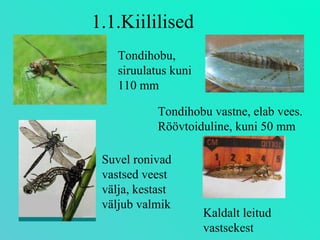 1.1.Kiililised Tondihobu, siruulatus kuni 110 mm Suvel ronivad vastsed veest välja, kestast väljub valmik Tondihobu vastne, elab vees. Röövtoiduline, kuni 50 mm Kaldalt leitud vastsekest 