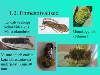 1.2. Ehmestiivalised Lendab veekogu kohal videvikus. Maist oktoobrini. Vastne ehitab endale koja kättesaadavast materjalist. Kuni 30 mm Munakogumik veetaimel 