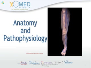 Copyright © 2009 by American College of Phlebology Illustration by Linda S. Nye Anatomy  and  Pathophysiology 